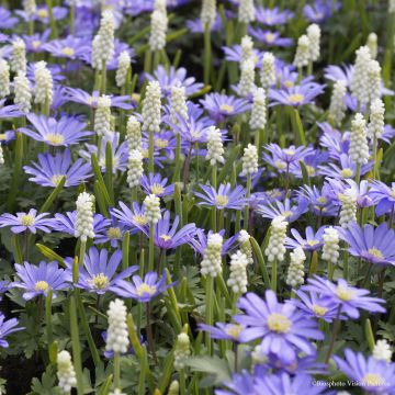 Collezione Piccoli bulbi primaverili Bianco/Blu