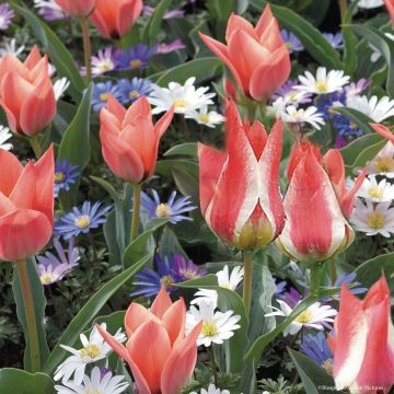 Collezione Tulipano e Anemoni in miniatura