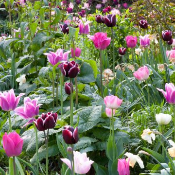 Collezione Tulipani Naturali