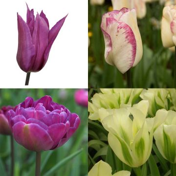 Collezione Tulipani bucolici