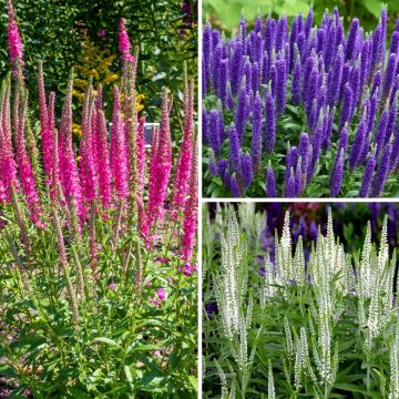 Collezione di Veronica a spiga - Veronica spicata