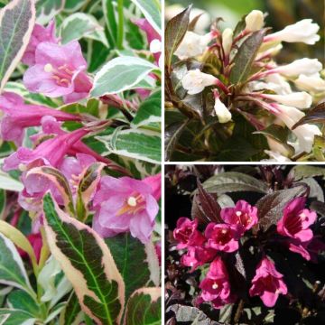 Collezione di Weigela per vasi