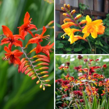 Collezione di crocosmie