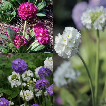 Primula Boules