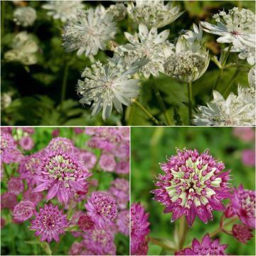 Collezione di 3 Astranzie "Star" - Astrantia major