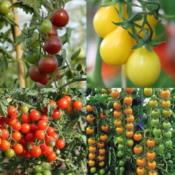 Collezione di 4 pomodoro antipasto - pomodoro ciliegino e cocktail