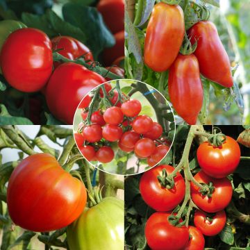 Collezione di 5 pomodori biologici in piantine