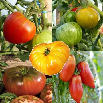 Collezione di 5 Pomodori antichi e da collezione in piantine