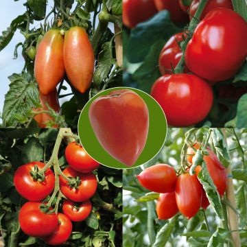 Collezione di 5 Pomodori in pianta INNESTATA