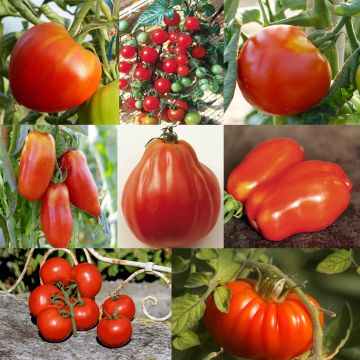 Collezione di 8 pomodoro di forme diverse