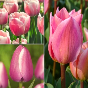 Collezione Due mesi di Tulipani rosa