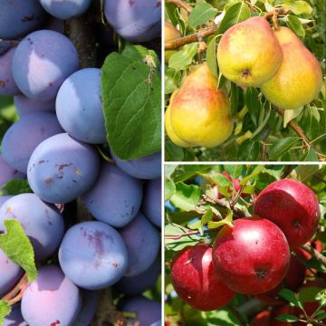 Collezione alberi da frutto nani Raccolti autunnali