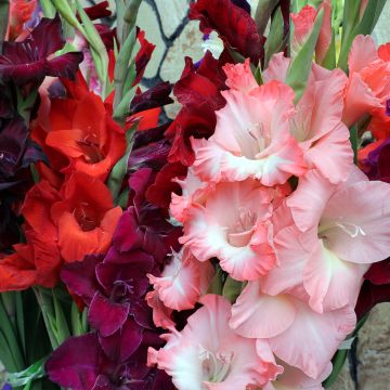 Collezione di Gladioli per bouquet dai toni caldi