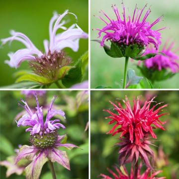 Monarda in offerta speciale