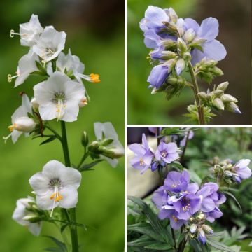 Collezione di Polemonium