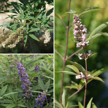 Collezione dei Tassi - Vitex agnus-castus per aiuola mediterranea