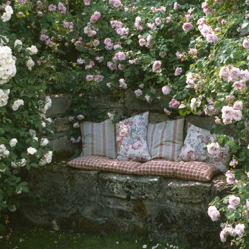 Collezione di rose rampicanti romantiche