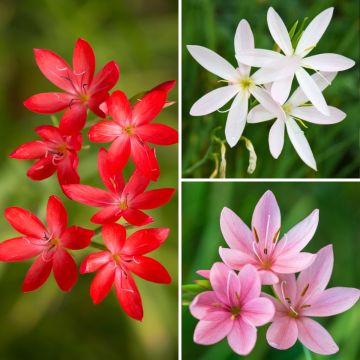 Collezione Schizostylis