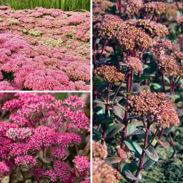 Collezione Sedum - Orpin dell'autunno