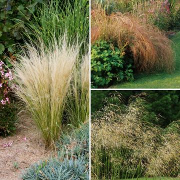 Collezione di Stipa