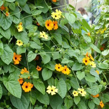 Thunbergia Alata - Susanna dagli occhi neri