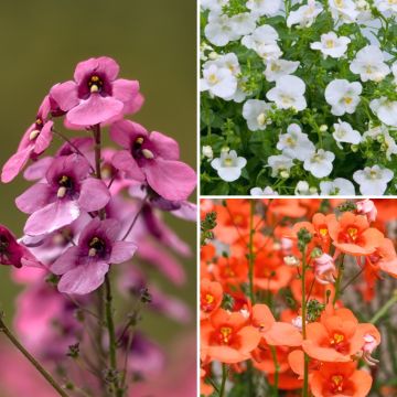 Collezione Diascia