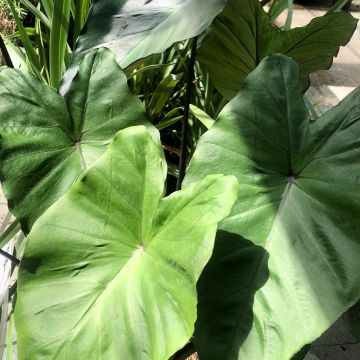 Colocasia Black Stem - Taro