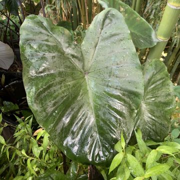 Colocasia esculenta Fontanesii - Taro