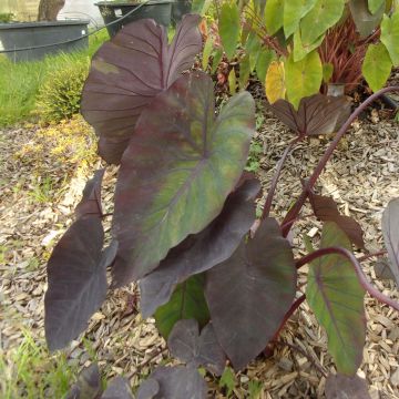 Colocasia Madeira - Taro