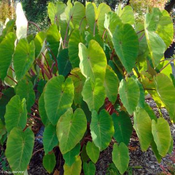 Colocasia Pink China - Taro