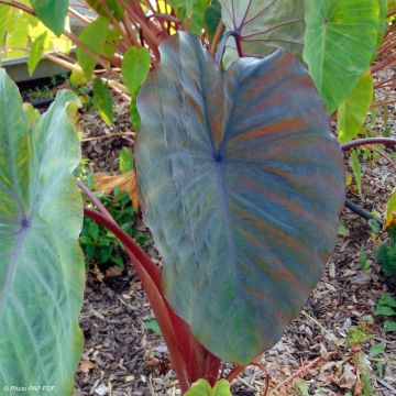 Colocasia Sangria - Taro