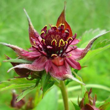 Comarum palustre - Cinquefoglia delle paludi