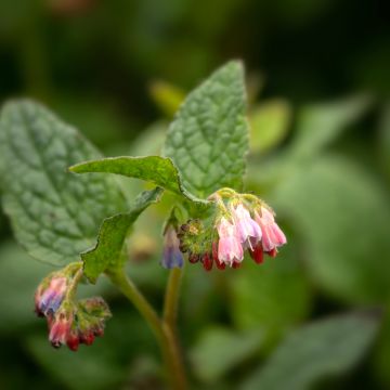 Symphytum grandiflorum Hidcote Pink - Consolida a grandi fiori