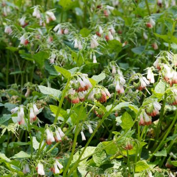 Symphytum grandiflorum - Consolida a grandi fiori