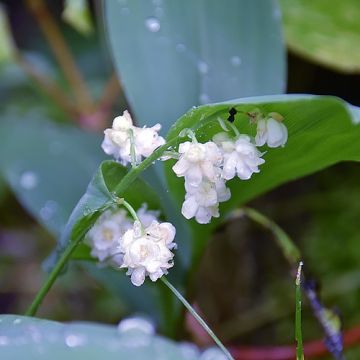 Convallaria majalis Flore Pleno - Mughetto