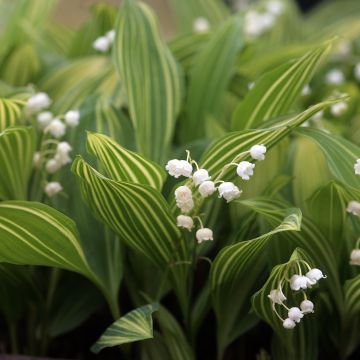 Convallaria majalis Albostriata - Mughetto