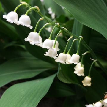 Convallaria majalis Bordeaux - Mughetto