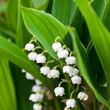 Convallaria majalis Hardwick Hall - Mughetto