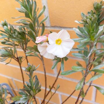 Convolvulus cneorum - Convolvolo bianco