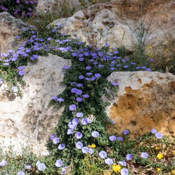 Convolvulus sabatius - Convolvolo