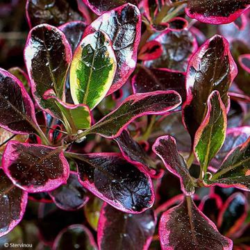 Coprosma repens Eclipse (semi) - Pianta specchio