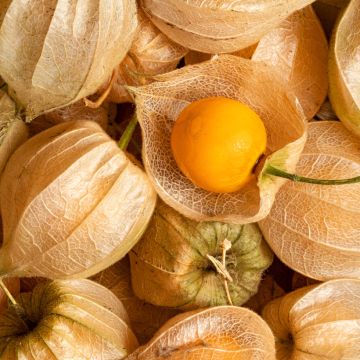 Physalis edulis Bio - Alchechengio