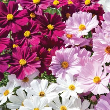 Cosmos Cantate Mix - Cosmea