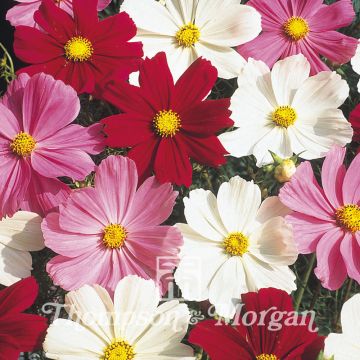 Cosmos Gazebo - Cosmea