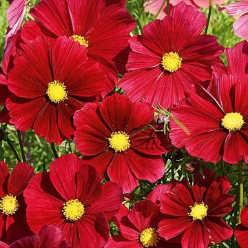 Cosmos Rubenza Red Carmin - Cosmea