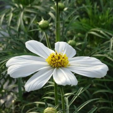 Cosmos Sonata White - Cosmea