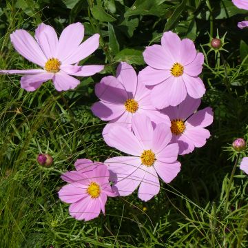 Cosmos Sonata Rose - Cosmea