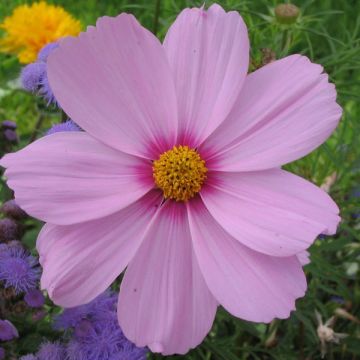 Cosmos Sonata Pink Blush - Cosmea