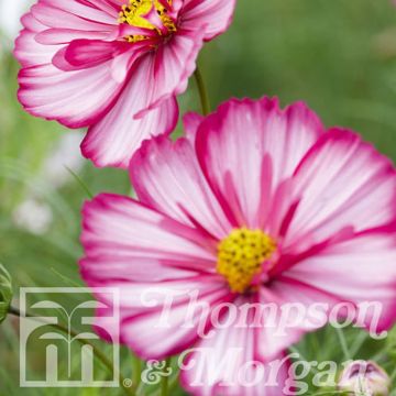 Cosmos Sweet Sixteen - Cosmea