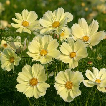 Cosmos Xanthos - Cosmea